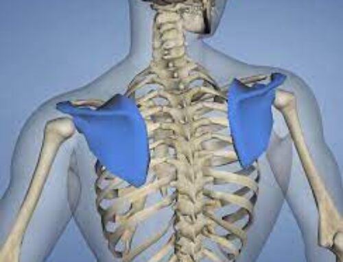 La scapola: chiave di disfunzioni della spalla
