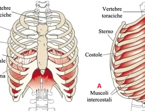 Dolori dorsali e cervicali: muscoli respiratori